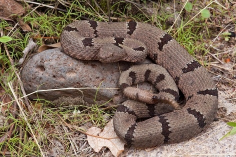 Banded Rock Rattlesnake Crotalus lepidus