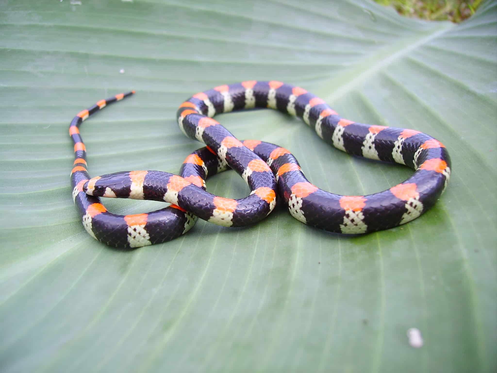 Black-banded Snake Scolecophis atrocinctus