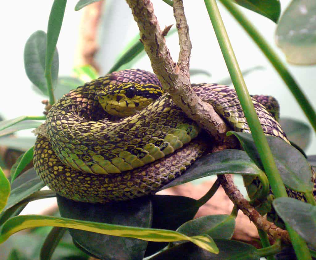 Black-speckled pitviper (Bothriechis nigroviridis)