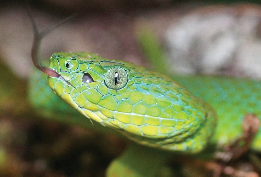 Bothriechis guifarroi palm pitviper honduras