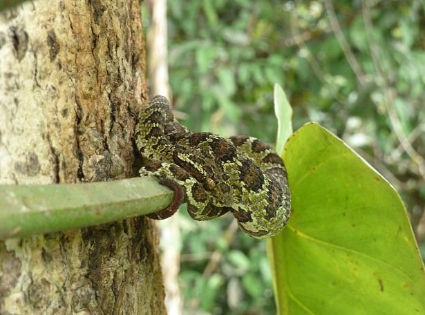 Bothriechis supraciliaris Blotched Palm-Pitviper