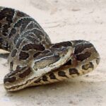Bothrops alternatus crossed pit viper