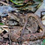 Brazilian Lancehead (Bothrops moojeni) snake