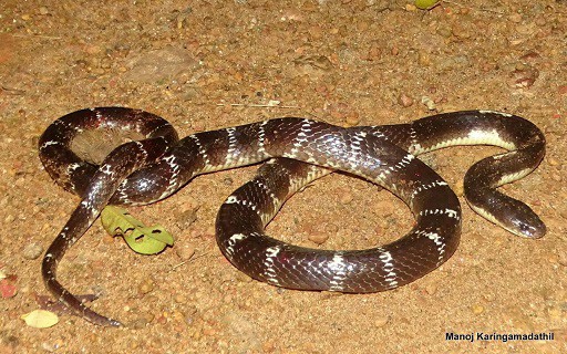 Bungarus caeruleus lycodon aulicus mimic