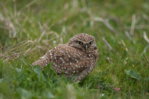 Burrowing Owl bothrops alternatus brazil