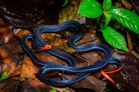 Calliophis bivirgatus venomous thailand snakes