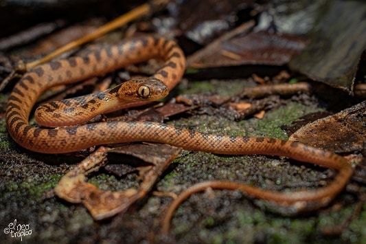 Cat-eyed Snake Leptodeira polysticta