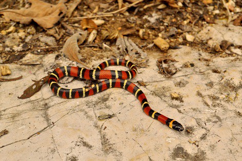 Central American Milksnake (Lampropeltis abnorma)