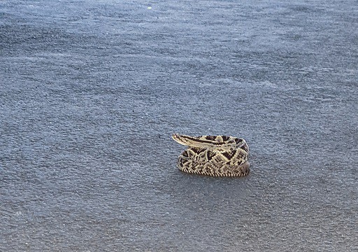 Central American Rattlesnake Crotalus simus