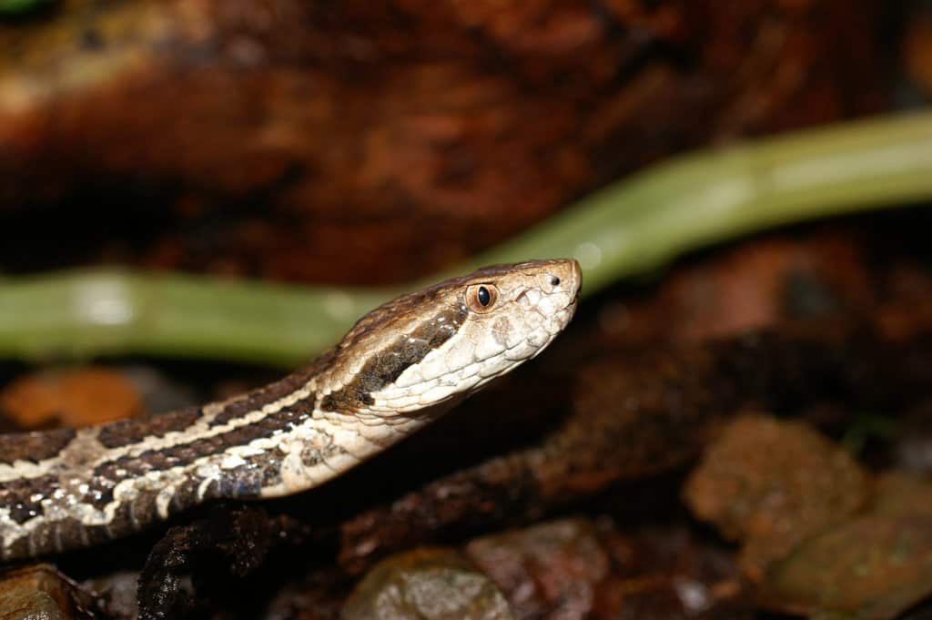 Cerrophidion godmani godman's montane pitviper