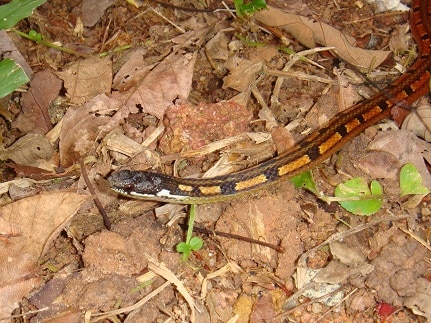 Collared Snake Sibynophis melanocephalus singapore