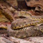 Common Lancehead Bothrops atrox guatemala