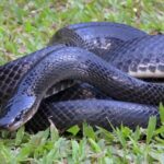Common Mussurana Clelia clelia snake