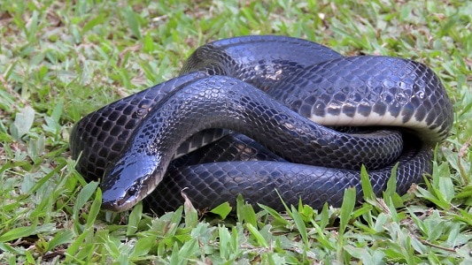 Common Mussurana Clelia clelia snake