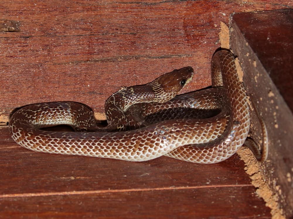 Common Wolf Snake Lycodon capucinus