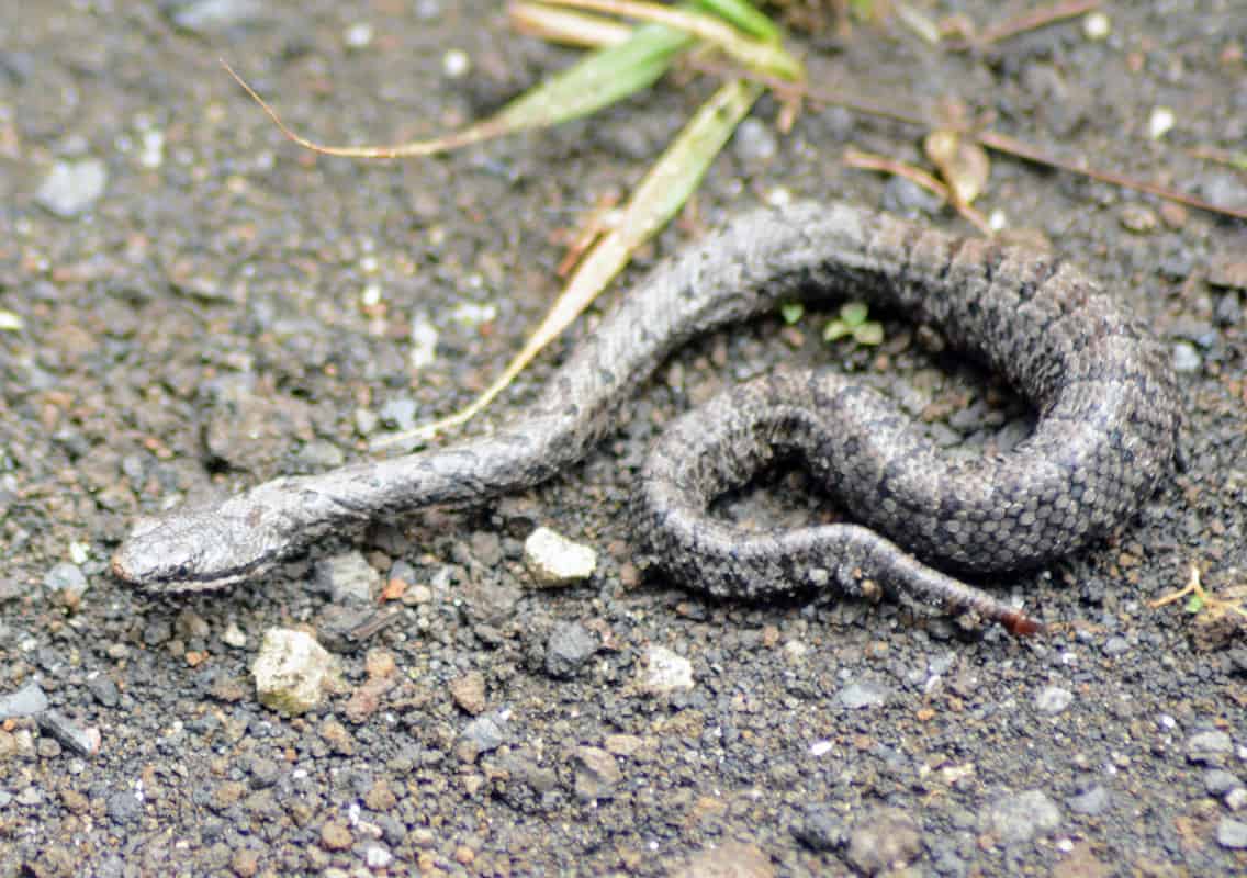 Cross-banded Rattlesnake Crotalus transversus