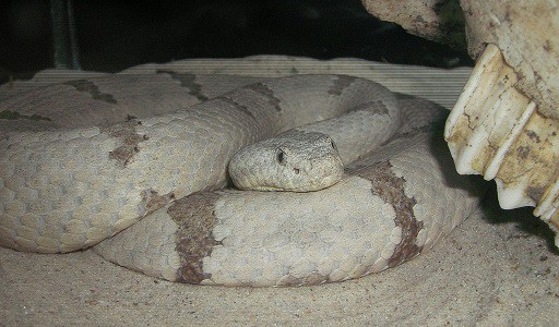 Crotalus lepidus rock rattlesnake texas