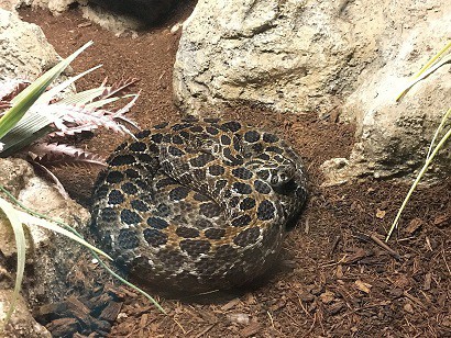 Crotalus polysticus lance-headed rattlesnake