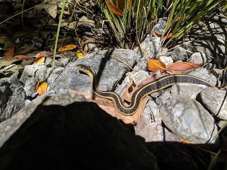 Diablo Garter Snake Thamnophis atratus