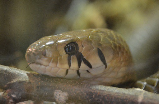 Drymarchon melanurus indigo snake guatemala