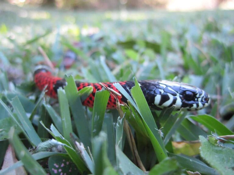 10 Snake Species Of Panama Snake Radar