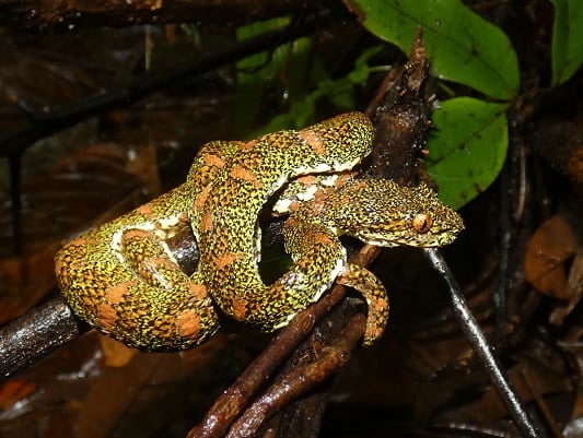 Eyelash Viper Bothriechis schlegelii (honduras)