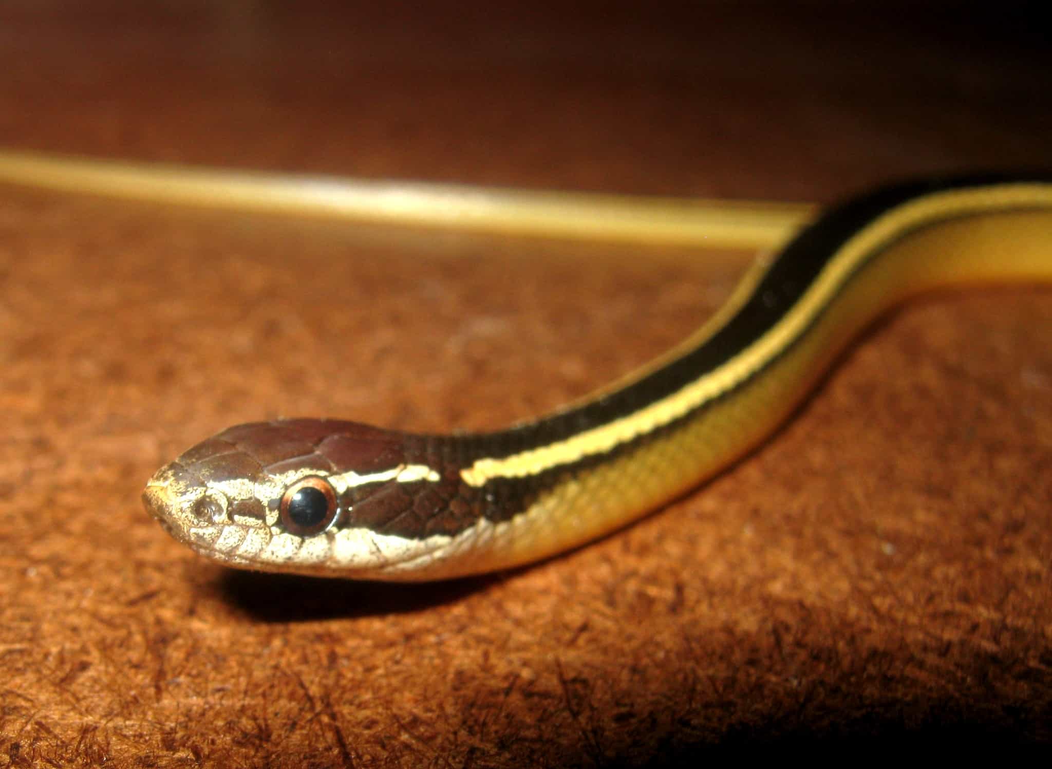 Faded Black-striped Snake Coniophanes schmidti