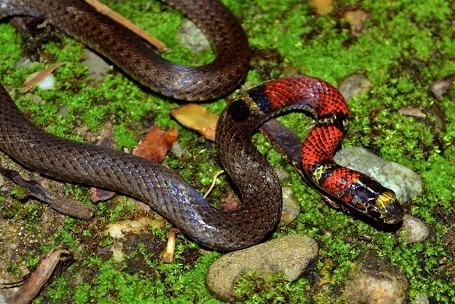 Guatemala Neckband Snake Scaphiodontophis annulatus