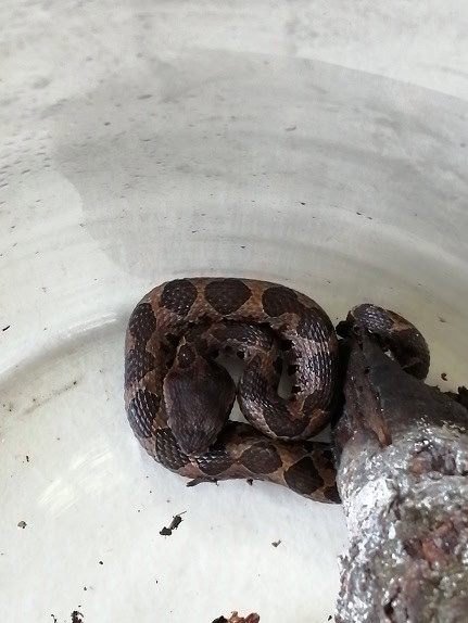 Guatemalan Jumping Pitviper (Metlapilcoatlus occiduus)