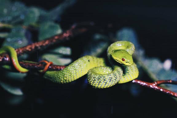 Guo's Green Pit Viper (Trimeresurus guoi)