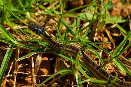 Highland Garter Snake Thamnophis fulvus