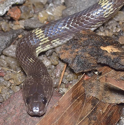 Indian Wolf Snake Lycodon aulicus