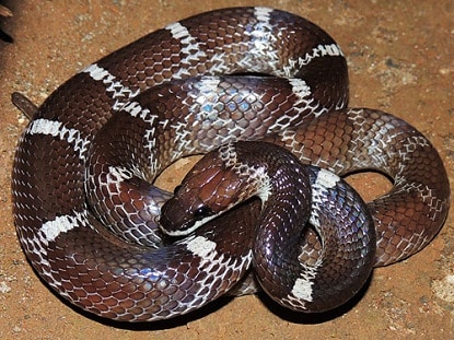 Indian wolf snake (Lycodon aulicus)