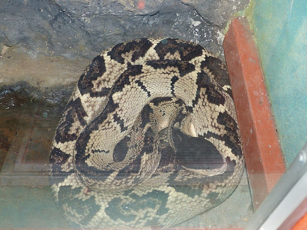 Lachesis melanocephala costa rica snake