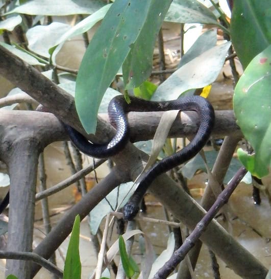 Mangrove Cat-eyed Snake Leptodeira rubricata