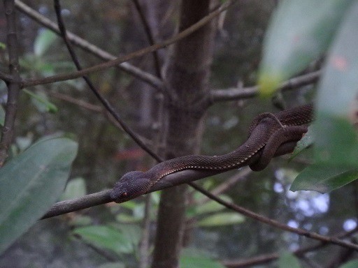 Mangrove Viper Trimeresurus purpureomaculatus singapore