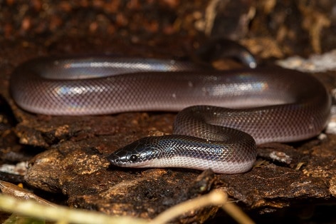 Mexican Burrowing Python Loxocemus bicolor