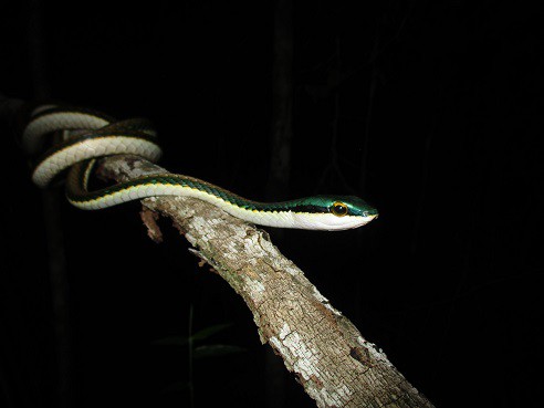 Mexican Parrot Snake Leptophis mexicanus