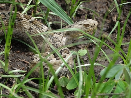 Mexican Pygmy Rattlesnake Crotalus ravus