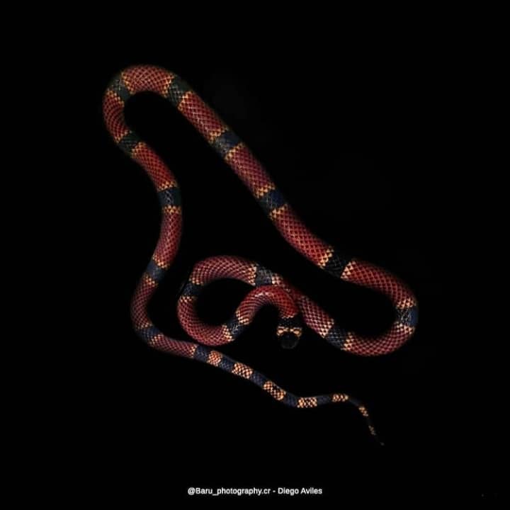 Micrurus clarki Costa Rica snake