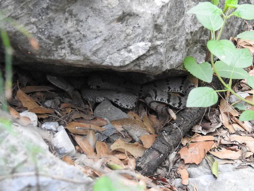 Mottled Rock Rattlesnake (Crotalus lepidus