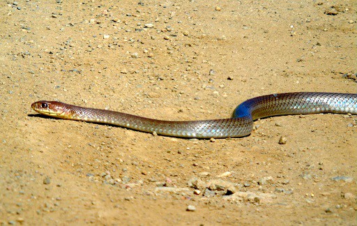Neotropical Whip Snake Masticophis mentovarius