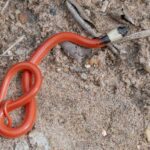 Neuwied's False Boa (Pseudoboa neuwiedii)