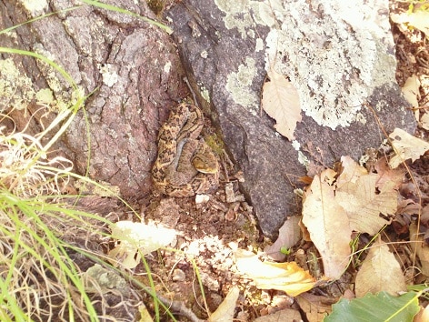 Northwestern Neotropical Rattlesnake Crotalus culminatus