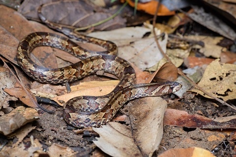 Oligodon purpurascens brown kukri snake