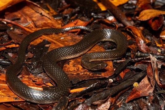 Orangebelly Swamp Snake Tretanorhinus nigroluteus