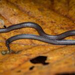 Pseudorabdion longiceps dwarf reed snake