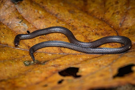 Pseudorabdion longiceps dwarf reed snake