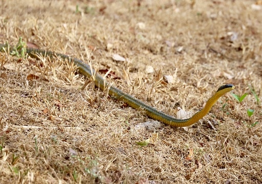 Puffing Snake Phrynonax poecilonotus honduras