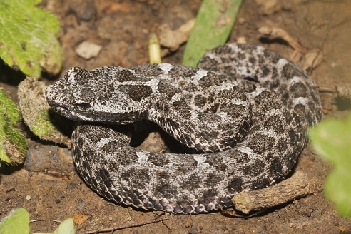 Queretaran Dusky Rattlesnake Crotalus aquilus